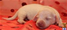 dachshund puppy posted by Kimberly Jones